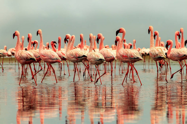 Aves silvestres africanas. Grupo de aves rojas africanas del flamenco y su reflexión sobre el agua clara
. - Foto, imagen
