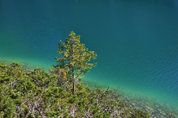 Arbre solitaire au bord du lac
 - Photo, image