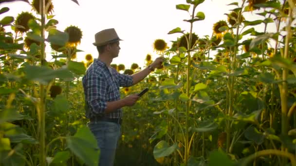 De jonge student biologie studeert zonnebloemen in de zomer op het veld - Video