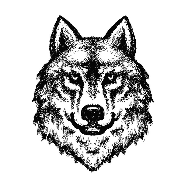 Wolf head logo (28), Detailed ink drawing - Вектор,изображение