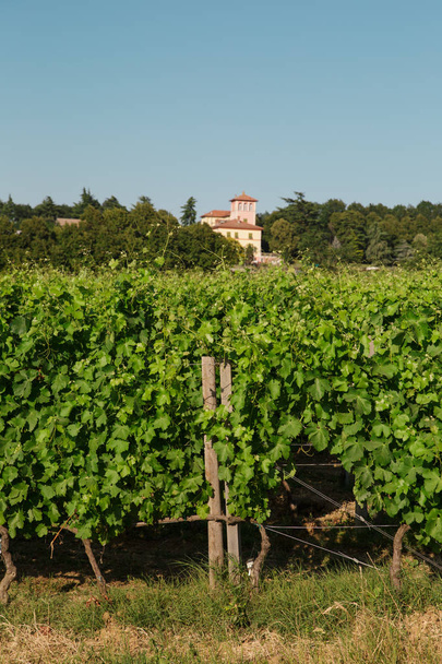 La Scolca borászat, Piemont, Olaszország - Fotó, kép