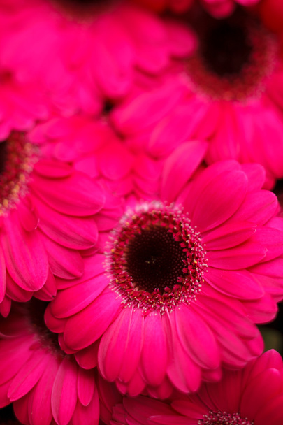Gerbera flowers - Φωτογραφία, εικόνα