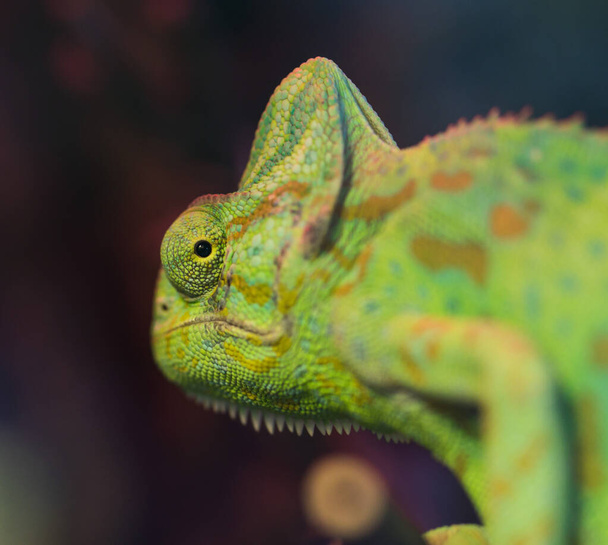 Portrait of beautiful green chameleon sitting on a branch looking at the camera. Selective focus on an eye - Fotografie, Obrázek
