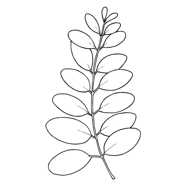 Vector Eucalyptus branch. Black and white engraved ink art. Isolated eucaliptus illustration element. - Wektor, obraz