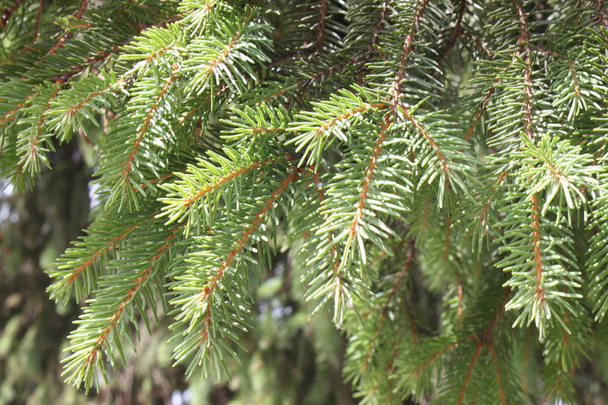 Branches of green spruce closeup - Photo, Image