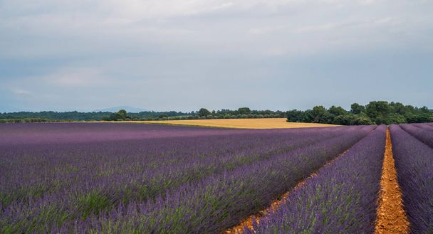 Ranskan laventelikenttä Provence, Plateau Valensole. Kaunis laventelipellolta. Luonnon tausta. Erittäin kaunis näkymä laventelipelloille
. - Valokuva, kuva