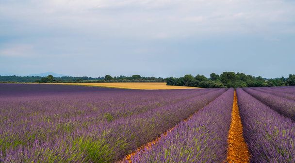 Fenséges színes mezők közelében Valensole turisztikai falu, Provence régió, Franciaország, Európa. Turizmus vagy nyaralás utazási koncepció. Tavaszi levendula háttér. Virág háttér. - Fotó, kép