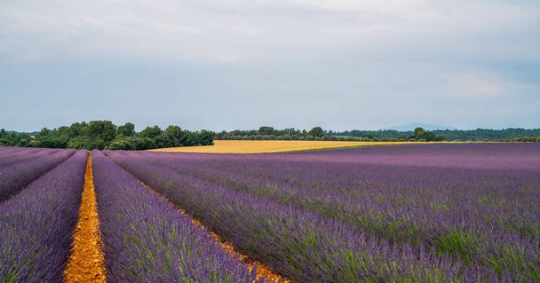 French lavender field Provence, Plateau Valensole. Beautiful of lavender field. Nature background. Very nice view of the lavender fields. - Фото, изображение