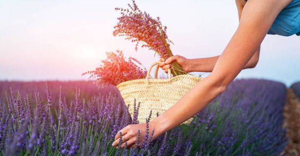 Beautiful girl on the lavender field. Lavender field summer sunset landscape near Valensole. Provence, France. - Zdjęcie, obraz