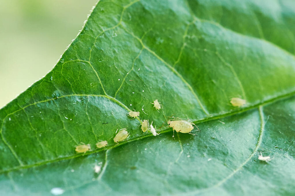 Küçük yaprak biti açık havada yeşil bir yaprak üzerinde - Fotoğraf, Görsel