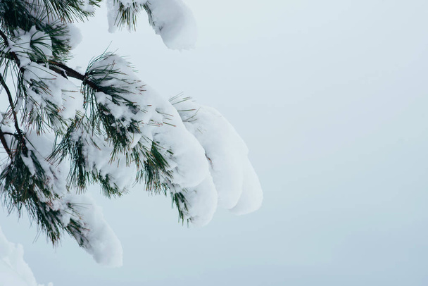 Widok zimowego lasu pokrytego śniegiem. Zimowy las tekstury. Zimowy świąteczny krajobraz. Las pokryty śniegiem. - Zdjęcie, obraz