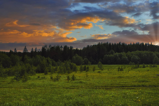 Beautiful sunset green meadow on a background of spruce forest summer landscape. - Photo, Image