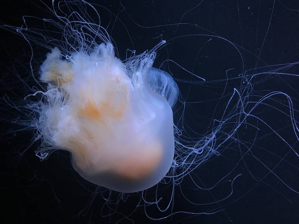 beautiful jellyfish floating in dark water, close view  - Photo, Image