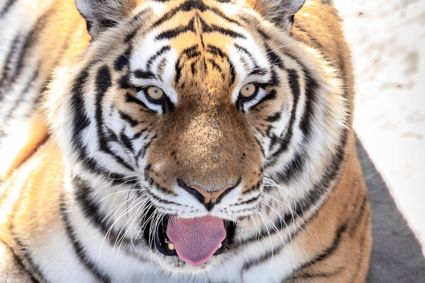  Porträt eines Tigers mit heraushängender Zunge - Foto, Bild