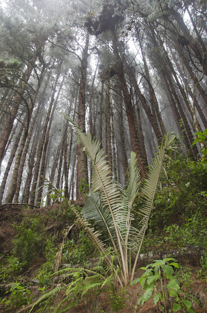 Cultivo de palma de cera en el Valle del Cocora
 - Foto, imagen