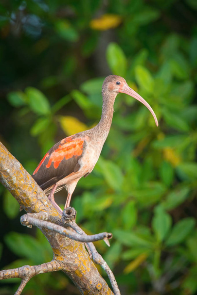 Eudocimus ruber, Scarlet ibis Nuori lintu lentää mukavissa luonnonympäristöissä
 - Valokuva, kuva