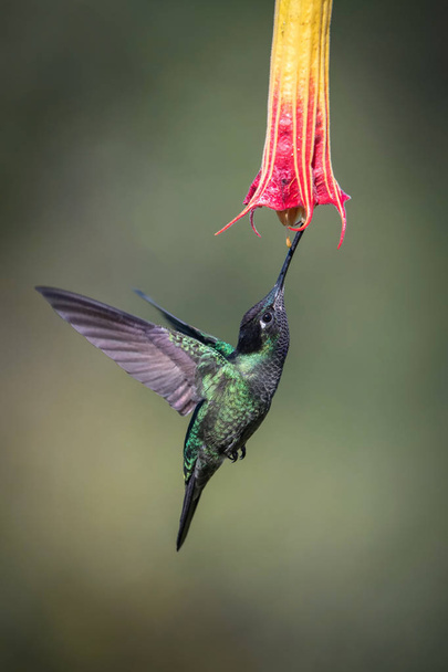 Євген повно, колібрі Rivolis, колібрі Hummingbird зависає і п'є нектар з прекрасної квітки в вологому лісі. Гарне забарвлення - Фото, зображення