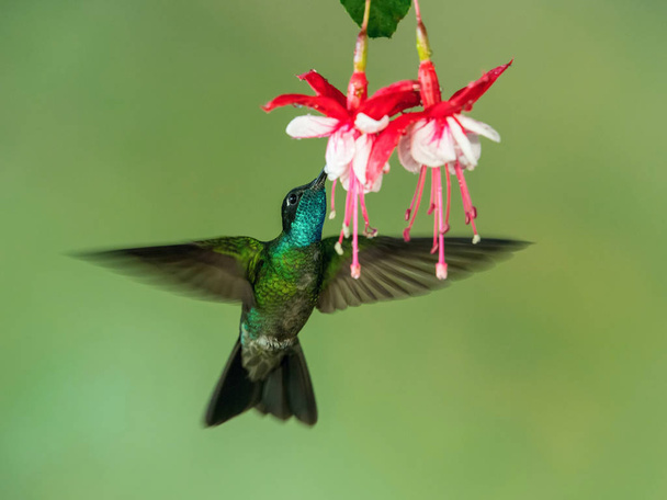 Eugenes fulgens, Rivolis hummingbird Το κολιμπρί αιωρείται και πίνει το νέκταρ από το όμορφο λουλούδι στο τροπικό δάσος. Ωραίο πολύχρωμο φόντο - Φωτογραφία, εικόνα