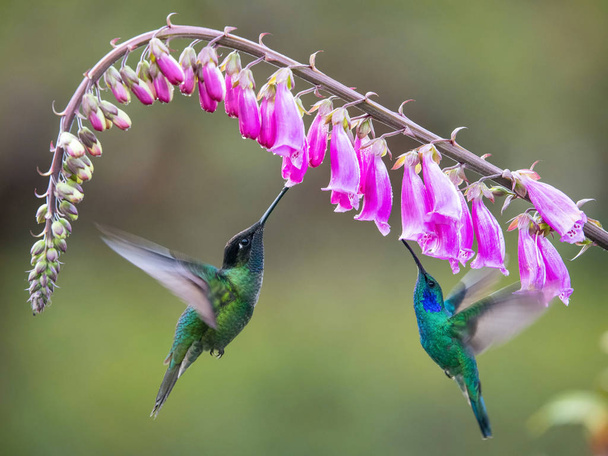 eugenes fulgens, rivolis kolibri Der Kolibri schwebt und trinkt den Nektar der wunderschönen Blume im Regenwald. schöne bunte Hintergrund - Foto, Bild