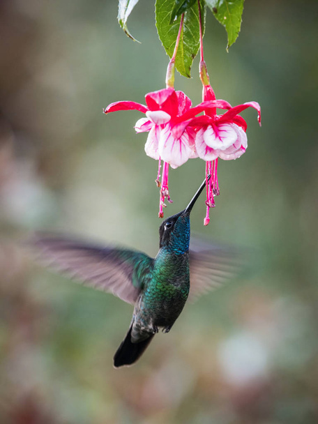 Eugenes fulgens, Rivolis hummingbird The Hummingbird is hovering and drinking the nectar from the beautiful flower in the rain forest. Nice colorful background - Photo, Image