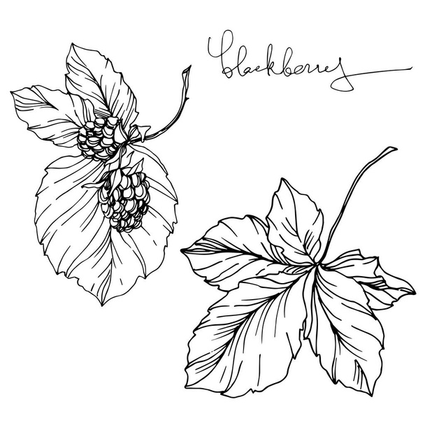 Blackberry healthy food. Black and white engraved ink art. Isolated blackberry illustration element. - Vektor, kép