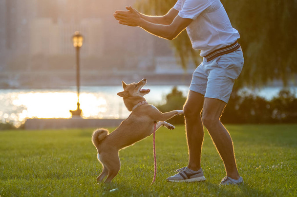 Owner with dog in park  - Photo, image