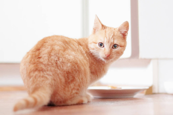 gato jengibre joven con plato de comida en el suelo de la cocina
 - Foto, imagen