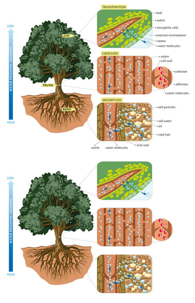 Mouvement des arbres de l'eau
 - Vecteur, image