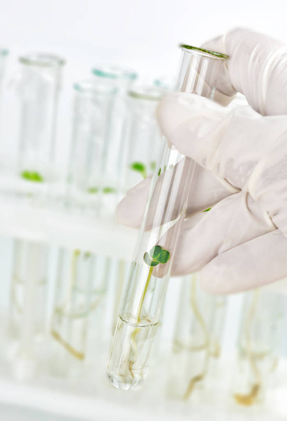 Biotechnological research in the laboratory - Φωτογραφία, εικόνα