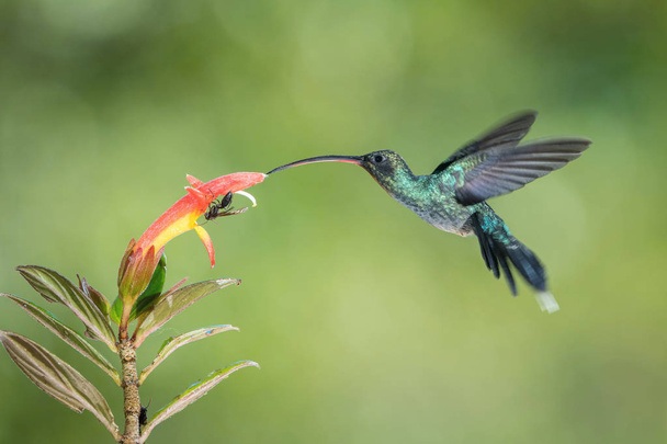 Phaethornis chico, ermitaño verde El colibrí está flotando y bebiendo el néctar de la hermosa flor en la selva tropical. Lindo fondo colorido
 - Foto, imagen