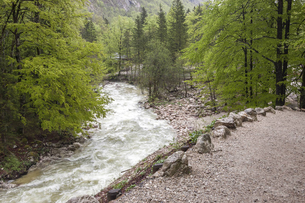 Vintagr gorge - Slovenia. - Фото, зображення