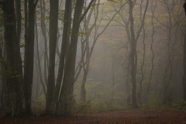 Fiaba spettrale boschi in una giornata nebbiosa. Fredda mattina nebbiosa nella foresta dell'orrore
 - Foto, immagini