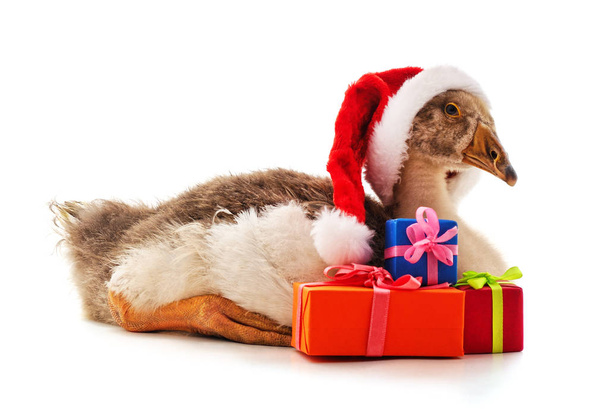 Goose in a Christmas hat. - Foto, imagen
