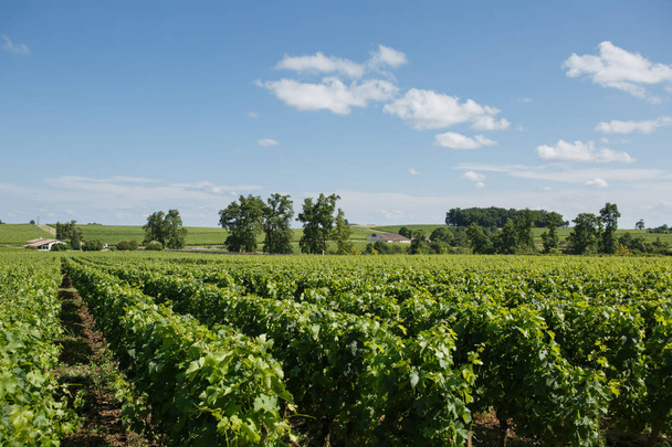 Chateau Rocheyron winery, Bordeaux, France - Фото, изображение
