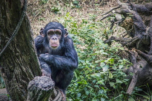 Šimpanz v tropech v divočině. Portrét opice. Dlouhé paže opice. Zvířata jsou nebezpečná a zábavná. Flóra a fauna z tropů - Fotografie, Obrázek