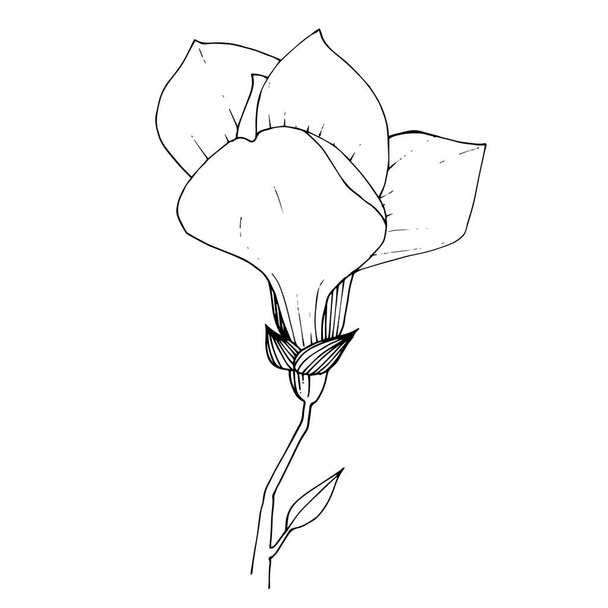 Vector magnolia floral botanical flower. Black and white engraved ink art. Isolated magnolia illustration element. - Vector, Image