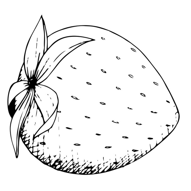 Vector Strawberry healthy food. Black and white engraved ink art. Isolated strawberry illustration element. - Vetor, Imagem