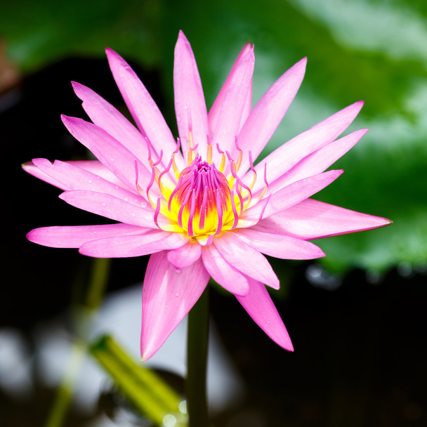 purple lotus flower blooming - Fotografie, Obrázek