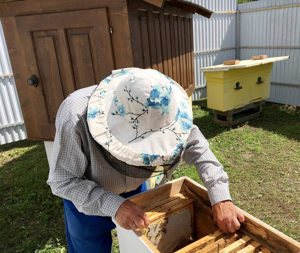 Ape alata vola lentamente per apicoltore raccogliere nettare
  - Foto, immagini