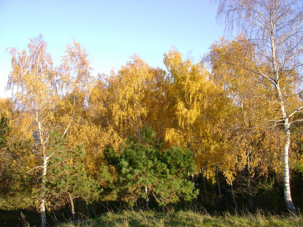 Старый осенний лес, общий вид - Фото, изображение