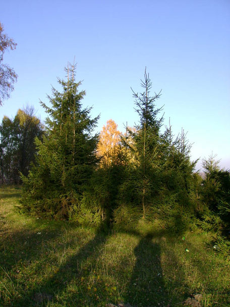 Старый осенний лес, общий вид - Фото, изображение