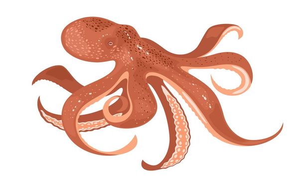 Octopus of kompres. Zachte weekdieren met acht ledematen. Zeedier, schepsel, beest, monster. - Vector, afbeelding