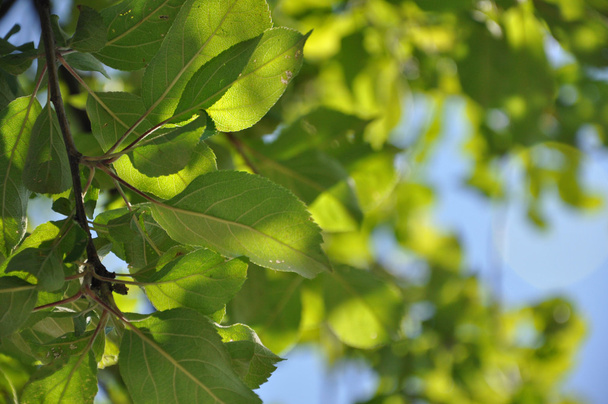 Colorful fresh green young apple branch close-up, Sergiev Posad, - Фото, изображение