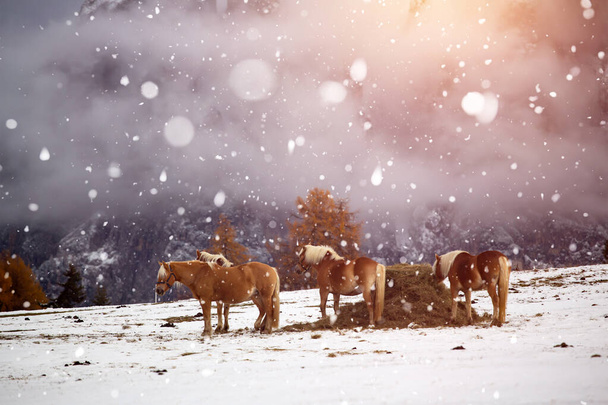 Horses in snow at Seiser Alm, South Tyrol, Italy - Fotoğraf, Görsel