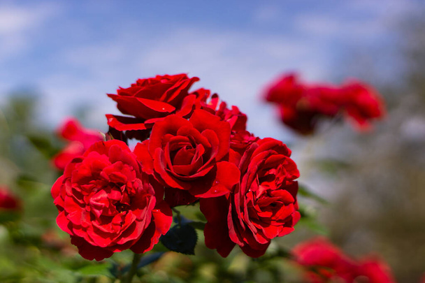 Beautiful blooming red,red rose. Spring flowering decorative roses. Blooming roses on the background of the fountain. - Foto, imagen