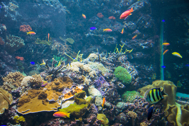 tropických ryb pod vodou - Fotografie, Obrázek