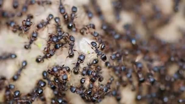 Zwarte mieren close-up - Video
