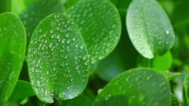 water dat op groen blad valt - Video