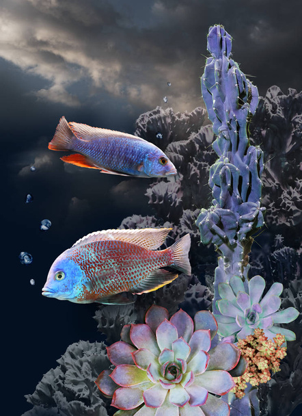 Tropical fish and succulents against a dark sky with clouds, fantastic plot, surrealism, photo collage. - Foto, immagini
