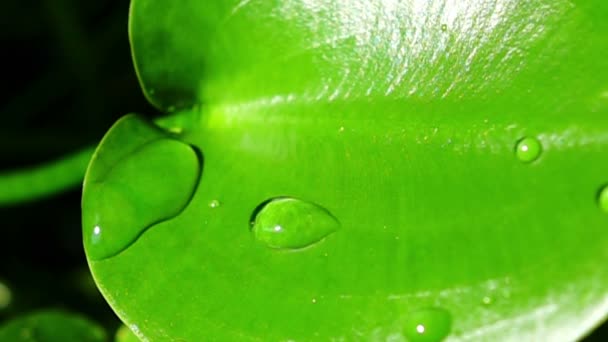 wody opadającej na zielony liść - Materiał filmowy, wideo